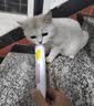 俊宝俊喵 德国进口化毛膏猫咪专用排除毛球猫草幼猫成猫（好效期） 100g  实拍图