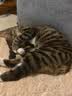 福摩（Fromm）无谷物牛肉奶酪配方猫粮 10磅（4.54kg）强健体格 晟煜防伪  实拍图