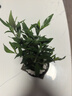 八芽小叶栀子花盆栽开花植物室内桌面茶几好养花卉绿植办公室净化空气 栀子花-陶瓷竖纹盆-紫砂托-方托 带盆栽好 实拍图