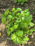 德沃多螯合铁元素园林花卉果园花肥料茉莉绿植硫酸亚铁通用水溶肥1kg 实拍图