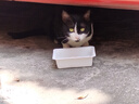 网易严选猫罐头猫湿粮宠物零食猫用浓汤白肉罐头鸡丝虾仁口味85克*12罐 实拍图