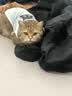 灵宠物语猫玩具逗猫棒铃铛羽毛自嗨解闷猫薄荷球幼小猫咪耐咬宠物用品 实拍图