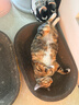 MAG狗狗螯合液体钙乳钙120ml 犬用幼犬宠物钙片成犬钙粉猫咪钙液 实拍图