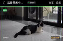 EZVIZ摄像头同款全屋移动智能逗宠物监控远程无线遥控长续航 WiFi版+一键逗宠+远程遥控+内置超大电池 15天循环录像+终身免费回放 实拍图