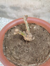 致荟树玫瑰花苗四季开花盆栽花卉植物室内外庭院蔷薇月季花老桩带花树苗 红玫瑰【3颗】 实拍图