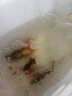 森森鱼缸增氧泵水族箱氧气泵家用小型充氧泵LQE-400 5W双孔+全套配件 实拍图