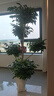 叹为观止 大型盆栽 单杆辫子发财树天堂鸟绿萝散尾葵办公室内开业乔迁礼品 五层幸福树1.8--2米【菱形盆】 含盆 实拍图
