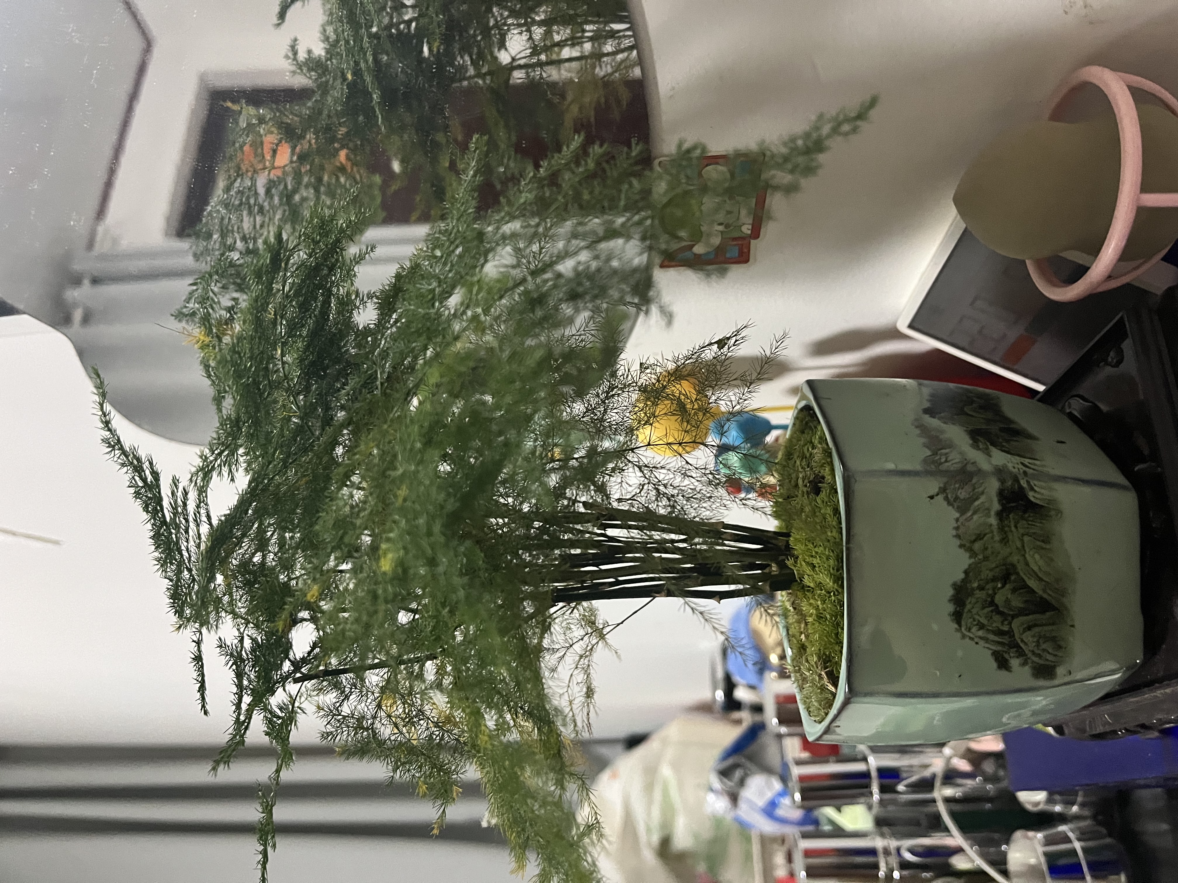 花行榜文竹盆栽绿植物室内客厅中式禅意盆景办公室摆件高端花卉源头直发 实拍图