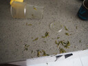 青苹果食品级高硼玻璃保鲜碗加厚饭盒碗汤碗面碗加厚660ml 实拍图