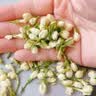 优卓胖东来同款茉莉花干花2026特一级新茶横县特级浓香型花茶理气安神 【特优级茉莉花】当季新货 100g*2罐 舒缓情绪辅助提神醒脑 实拍图