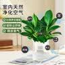 花翁金钻盆栽绿植物大盆绿萝除室内甲醛花卉水培办公净化空气源头直发 实拍图