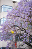 适马（SIGMA）56mm F1.4 DC DN｜Contemporary 半画幅大光圈定焦镜头 人像特写（适马56 f1.4索尼E卡口） 实拍图
