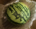 京鲜生 无籽麒麟西瓜 1粒装 净重5-7斤 生鲜水果 实拍图