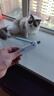 憨憨乐园可调节猫指甲剪剪刀宠物猫咪狗狗剪指甲钳子神器指甲刀兔子用品 实拍图