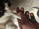红狗 营养膏10g 宠物狗狗猫咪幼犬营养膏微量元素维生素 实拍图