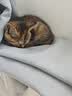 金宠仕猫咪剃脚毛器带灯脚底毛修剪器 蓝光猫藓检测激光逗猫宠物电推剪 实拍图