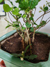 茉莉花苗盆栽带花苞九里香老桩驱蚊花卉植物室内浓香四季开花好养 大份茉莉花【4-6颗】花苞饱满 不含盆 实拍图