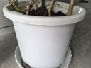 史丹利花盆家用树脂塑料盆栽加厚多肉月季阳台庭院加仑盆象牙白高197mm 实拍图