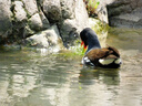尼康（Nikon） COOLPIX P1100 数码照相机 高倍变焦远摄 望远长焦125倍光学变焦 P1100（128G高速卡+备用电池+晒单送脚架） 实拍图
