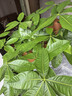 叹为观止大型植物发财树各种大颗盆栽开业乔迁客厅办公室内好养大型花卉 单杆发财树【1.5-1.7米】 含盆 实拍图