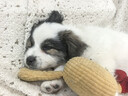 皇家狗粮 柴犬幼犬狗粮 犬粮 宠物小型犬 SIJ29 全价犬粮 2-10月 3KG 实拍图