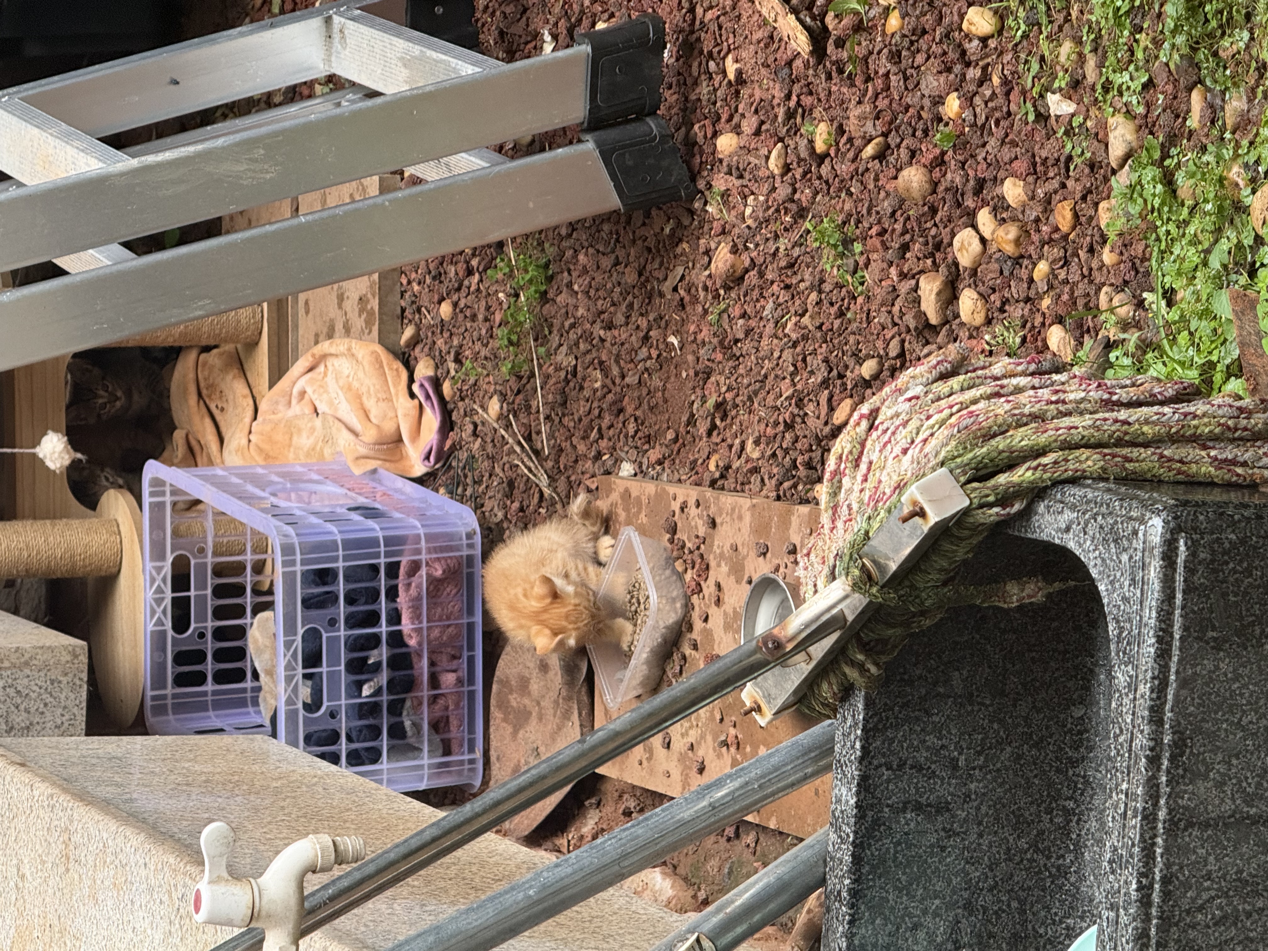 凯锐思猫粮鲜肉幼猫猫粮1-12月奶糕助力免疫鲜肉冻干双拼幼猫粮 【1-4月母乳营养】离乳奶糕粮6斤 实拍图