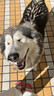 疯狂小狗狗粮金毛边牧拉布拉多中大型犬幼犬成犬20kg牛肉香菇40斤 实拍图