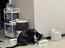 疯狂的主人猫草盆栽无土水培种植套装小麦种子天然猫草猫咪零食化毛去毛球 实拍图