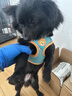 茨格曼狗狗牵引绳狗绳遛狗绳胸背带套装S码小型犬泰迪比熊小狗牵狗绳子 实拍图