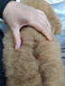 Orijen渴望狗粮 小型犬全期全价小颗粒鸡肉进口犬粮4.5kg效期27/4 实拍图