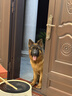 凯锐思 德牧狗粮大型犬粮专用幼犬成犬警犬狼狗牧羊犬专用粮囤货装 【骨骼强健】德牧羊奶味40斤 实拍图