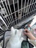阿柴与猫猫包外出便携超大号双肩背包猫咪狗狗宠物包手提车载笼可折叠猫袋 实拍图