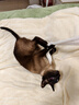 皇家暹罗成猫 SM38 通用粮 12月以上 2KG 实拍图