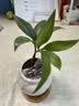八芽迷你竹柏盆栽茶几好养花卉绿植四季常青办公室内桌面植物净化空气 竹柏+小茶罐盆（陶瓷）+竹底托 带盆栽好 实拍图