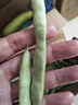 农家四季豆新鲜现摘云南长扁豆角农家应当季蔬菜芸豆现摘菜豆 新鲜四季豆2斤带箱 实拍图
