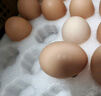 京鲜生【真散养】供港非笼养可生食鸡蛋30枚3.18斤 源头直发 实拍图