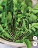 北蔬 荠菜种子苗野外散叶大叶四季蔬菜种籽 北蔬农家荠菜种子10gx3包 实拍图