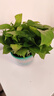 京东绿植绿萝盆栽除甲醛花卉绿植办公室新房净化空气180加仑1盆装源头直发 实拍图