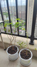 史丹利茉莉花专用营养液500ml 肥料盆栽酸性植物家用花卉通用型液体花肥 实拍图