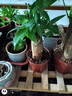 发财树盆栽大植物室内办公室桌面客厅小盆景招财树苗绿植花卉盆栽 小单杆发财树 2-3cm【原盆】 【送肥料】 实拍图