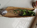 桂花树苗盆栽室内四季桂花卉植物金桂丹桂庭院大树浓香型绿植开花 【四季桂】粗1cm 高0.8-1米土球发货 实拍图