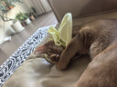欢宠网猫咪牵引绳猫绳宠物防挣脱可调松紧背心式专用溜遛猫绳子外出用品 实拍图
