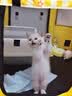 贝初众猫产房猫咪产房产窝大号折叠猫笼封闭式生产隔离房狗狗帐篷猫围栏 大号【适合猫爸妈+多猫宝+用品】 一房多用/矩形不占地/透气大空间 折叠易收纳/结实耐抓/经久耐用 实拍图