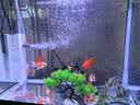 森森 小鲤鱼缸过滤器净水循环三合一内置水族箱过滤系统XQP-500F 6W 实拍图