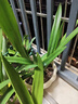 爱丽思（IRIS）花盆花瓶树脂复古浮雕波纹圆形多肉塑料阳台种植批发花盆 8号浅米色(口径24cm) 1个花盆 实拍图
