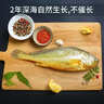 三都港 三去黄花鱼净重2斤/2-3条装 宁德大黄鱼 深海鱼 生鲜鱼类 海鲜 实拍图