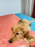 HONEYCARE好命家 宠物尿垫猫狗尿片 新手训导防漏尿布 厕所垫L码60*90cm 实拍图