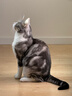 皇家成猫猫粮 营养均衡 F32 通用粮 1-7岁 2KG 实拍图