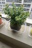 开时果 小叶赤楠盆景中式禅意植物 金丝楠木盆栽办公室内桌面老桩绿植 【推荐款】舍得紫砂盆+苔藓+底座 实拍图