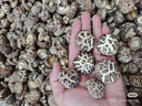 十月稻田 金钱菇 200g 干香菇 小香菇 山珍菌菇干货 煲汤火锅炒菜食材 实拍图